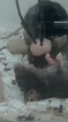 쥐의 심폐소생술