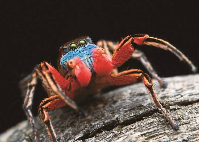 강하고 매력있는 자만이 사랑을 쟁취하는 거미 세계