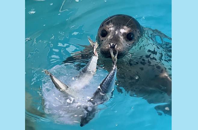 양양 해변에 떠내려온 아기 점박이 물범…석달만에 바다로 기사요약