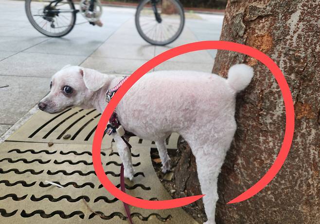 “똥만 치우면 되는 줄 알았더니” 알고 보니, 소변이 ‘충격’…다 말라 죽는다 [지구, 뭐래?]