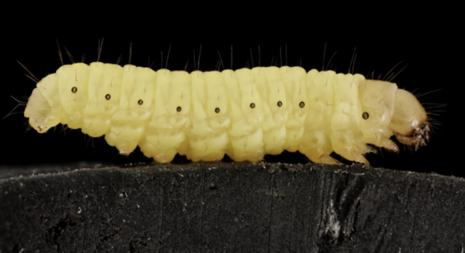 비닐봉지 하루면 분해… ‘플라스틱 먹는 애벌레’ 비밀 찾았다 기사요약